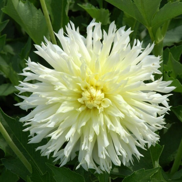 Buy Dahlia 'Ice Crystal' Tubers online UK
