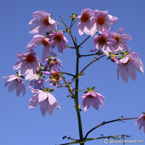 Buy Dahlia imperialis (Tree Dahlia) Tubers online UK