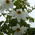 Buy Dahlia imperialis 'White' Tubers online UK