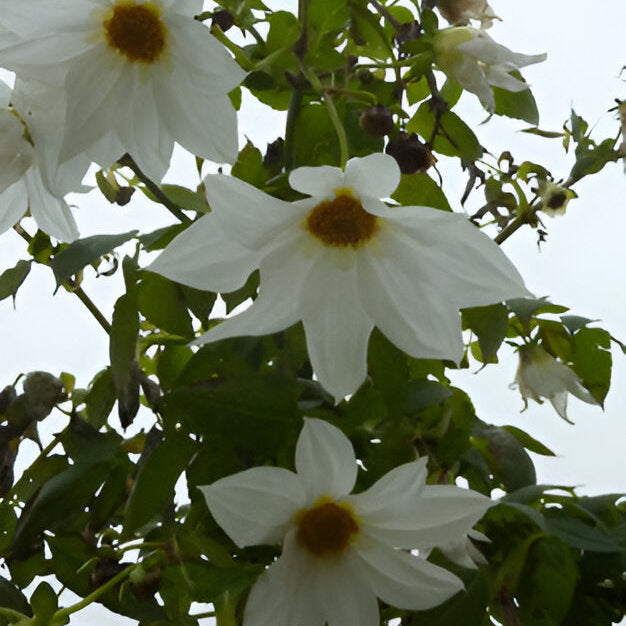 Buy Dahlia imperialis 'White' Tubers online UK