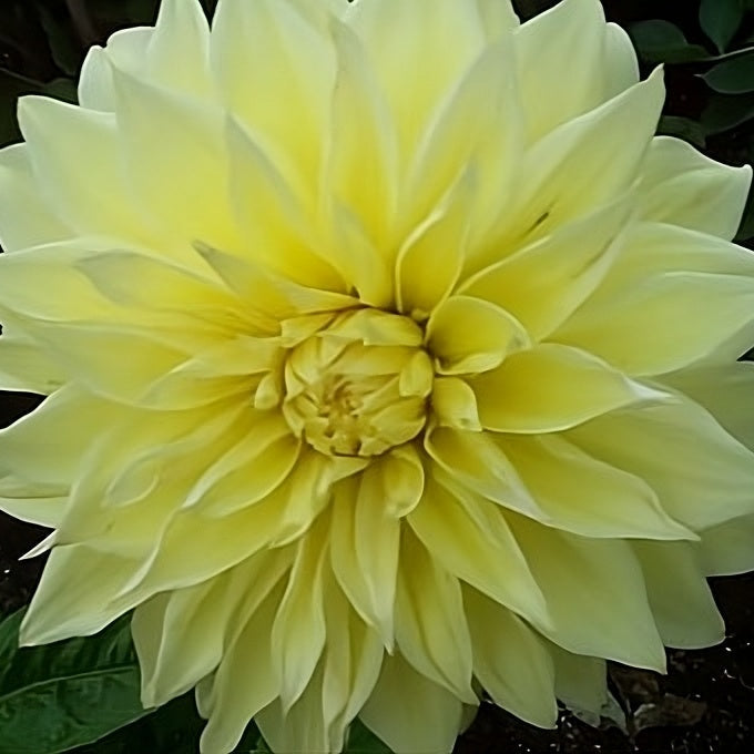 Buy Dahlia 'Kelvin Floodlight' Tubers online UK