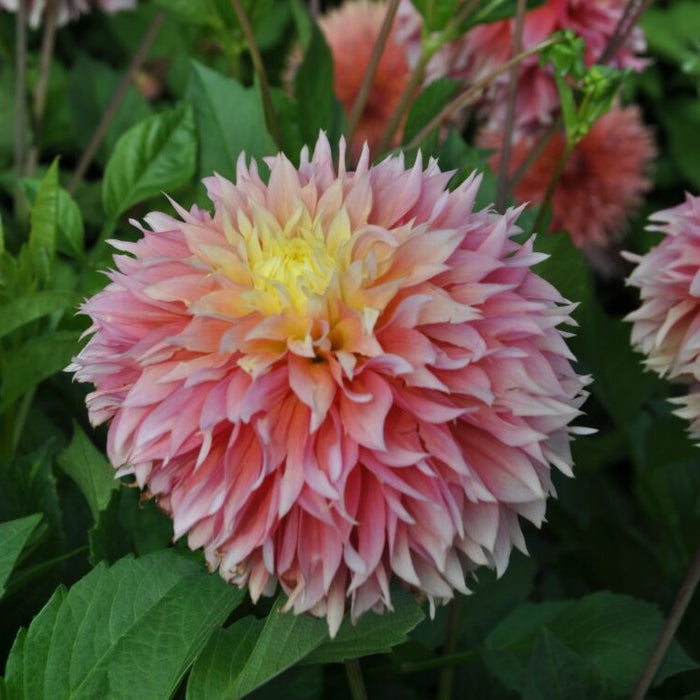 Buy Dahlia 'Kogane Fubuki' Tubers online UK