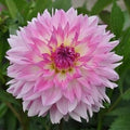 Buy Dahlia 'Kordessa' Tubers online UK