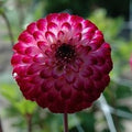 Buy Dahlia 'Little Robert' Tubers online UK