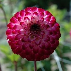 Buy Dahlia 'Little Robert' Tubers online UK