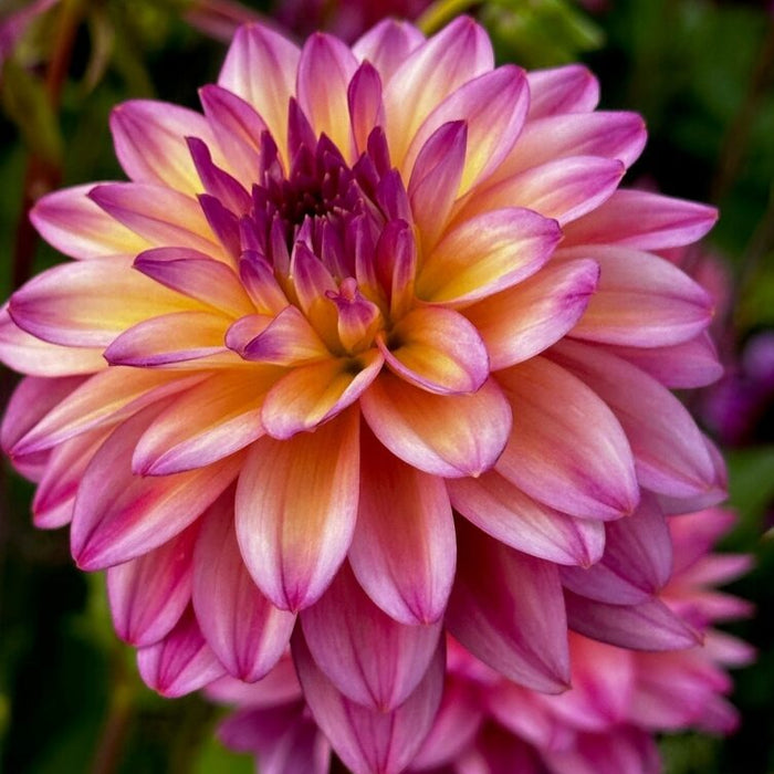 Buy Dahlia 'Loe' Tubers online UK