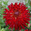 Buy Dahlia 'Manhattan Island' Tubers online UK