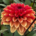 Buy Dahlia 'Maria Strella' Tubers online UK