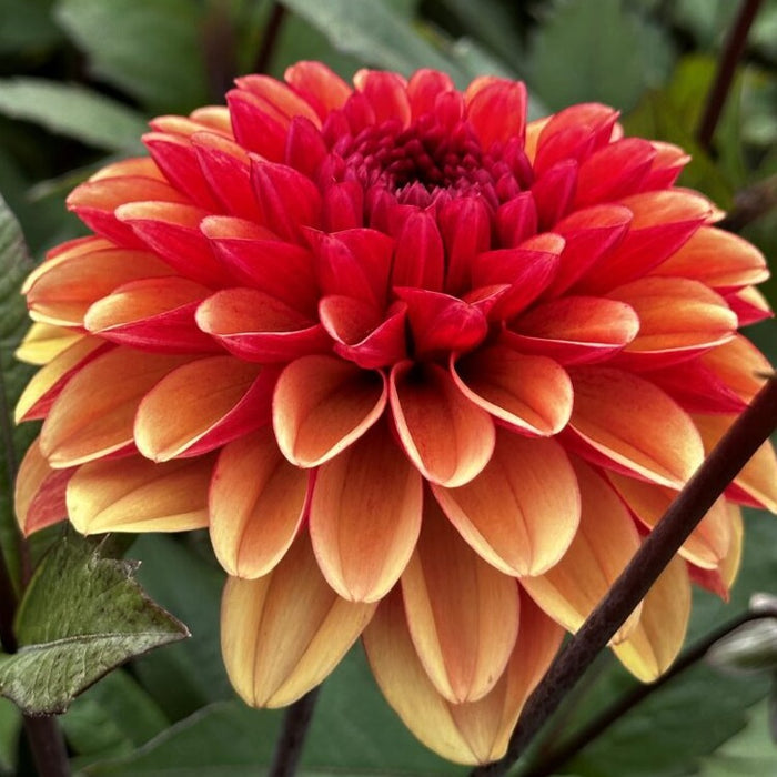 Buy Dahlia 'Maria Strella' Tubers online UK