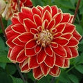 Buy Dahlia 'Maxime' Tubers online UK