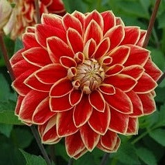 Buy Dahlia 'Maxime' Tubers online UK