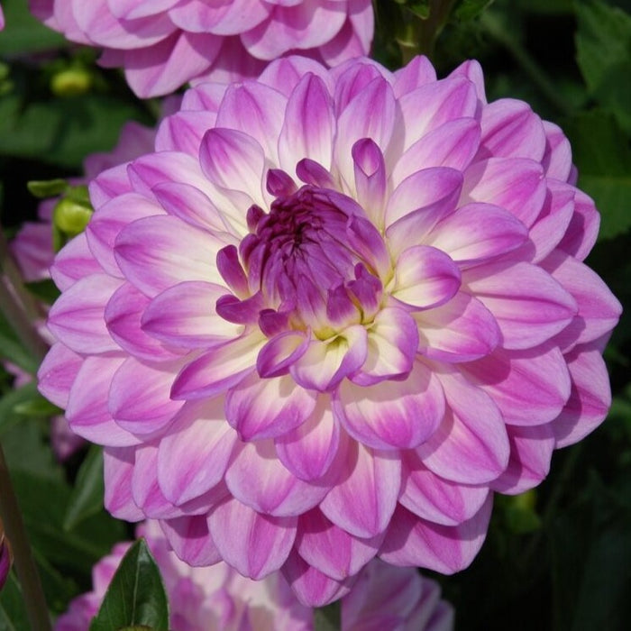 Buy Dahlia 'Mediterrannee' Tubers online UK