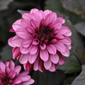 Buy Dahlia 'Melissa Anna Marijke' Tubers online UK