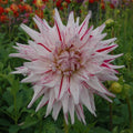 Buy Dahlia 'Mick's Peppermint' Tubers online UK