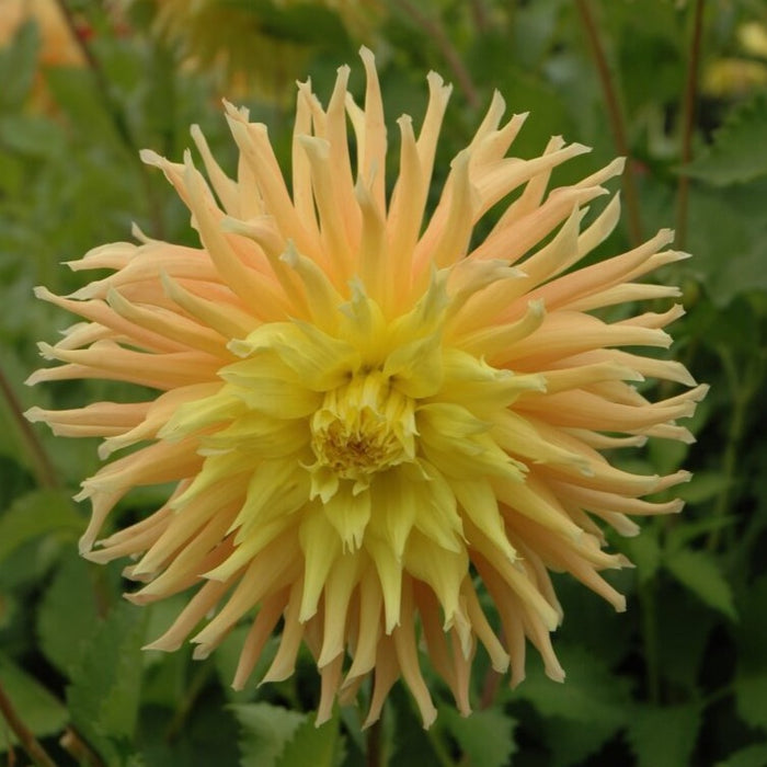 Buy Dahlia 'Mingus Joshua' Tubers online UK