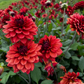 Buy Dahlia 'Missis Miley' Tubers online UK