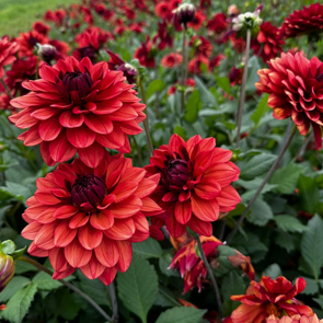 Buy Dahlia 'Missis Miley' Tubers online UK