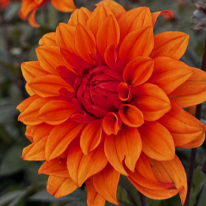 Buy Dahlia 'Missis Trucella' Tubers online UK