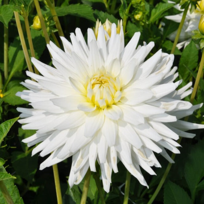 Buy Dahlia 'My Love' Tubers online UK