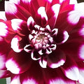 Buy Dahlia 'Mystery Day' Tubers online UK