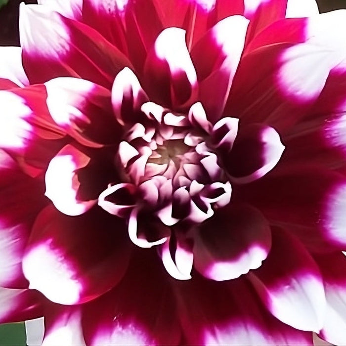 Buy Dahlia 'Mystery Day' Tubers online UK