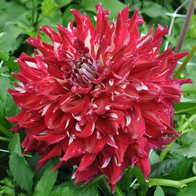 Buy Dahlia 'Myth' Tubers online UK