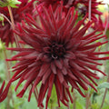 Buy Dahlia 'Nuit d'Ete' Tubers online UK