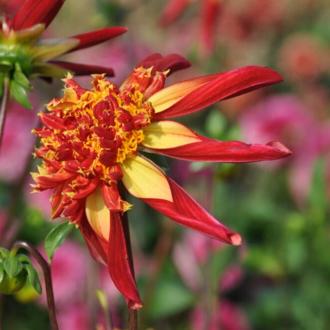 Buy Dahlia 'Octopus Sparkle' Tubers online UK