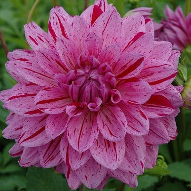 Buy Dahlia 'Painted Girl' Tubers online UK