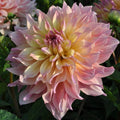Buy Dahlia 'Paso Doble Dancer' Tubers online UK