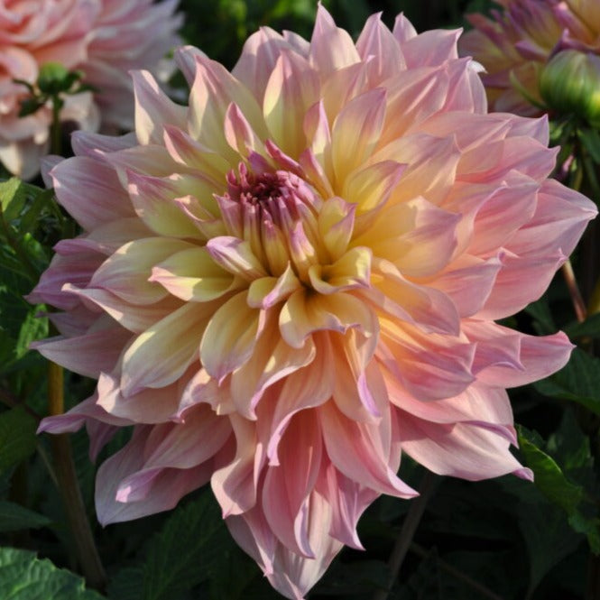 Buy Dahlia 'Paso Doble Dancer' Tubers online UK