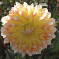 Buy Dahlia 'Peaches and Cream' Tubers online UK
