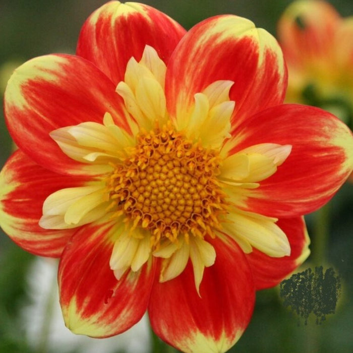 Buy Dahlia 'Pooh Swan-Island' Tubers online UK