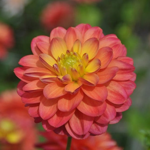 Buy Dahlia 'Princess Erika' Tubers online UK