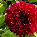 Buy Dahlia 'Purple Bouquet' Tubers online UK