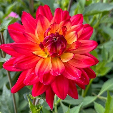 Buy Dahlia 'Rainbow Silence' Tubers online UK