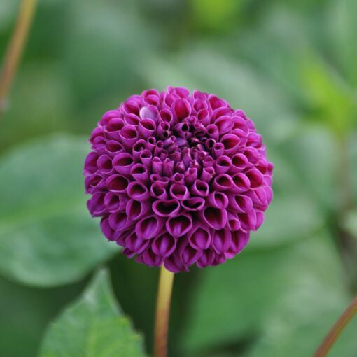 Buy Dahlia 'Rocco' Tubers online UK