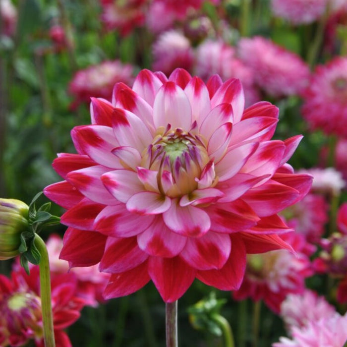 Buy Dahlia 'Seniors Dream' Tubers online UK