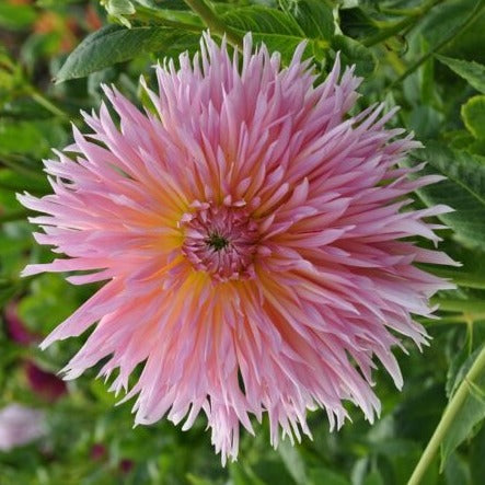 Buy Dahlia 'Shaggy Chic' Tubers online UK
