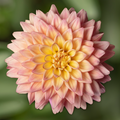 Buy Dahlia 'Sincerity Peach' online UK