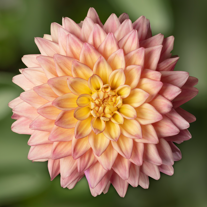 Buy Dahlia 'Sincerity Peach' online UK