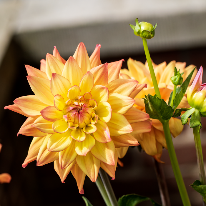 Buy Dahlia 'Sincerity Peach' online UK