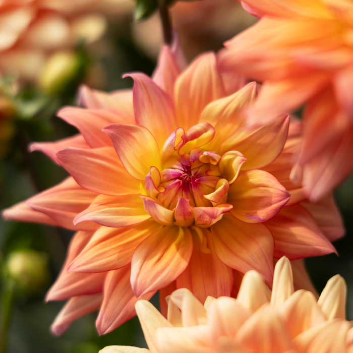 Buy Dahlia 'Sincerity Peach' online UK