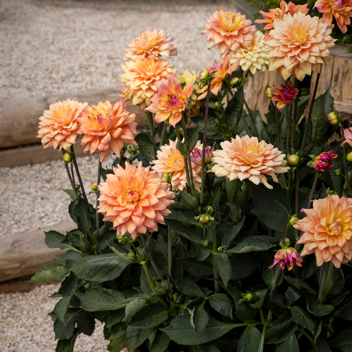 Buy Dahlia 'Sincerity Peach' online UK