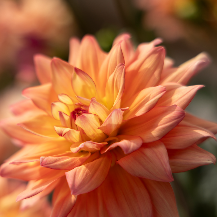 Buy Dahlia 'Sincerity Peach' online UK