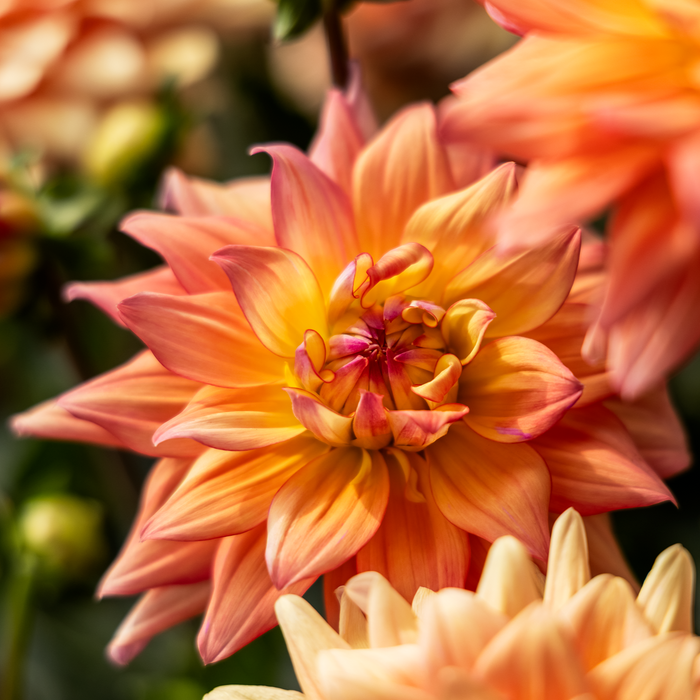 Buy Dahlia 'Sincerity Peach' online UK
