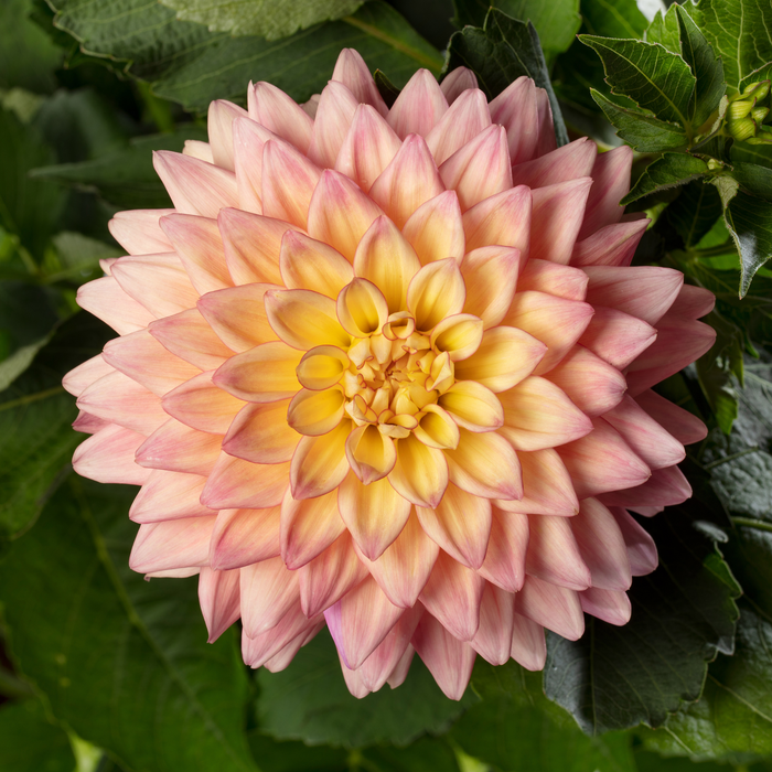 Buy Dahlia 'Sincerity Peach' online UK