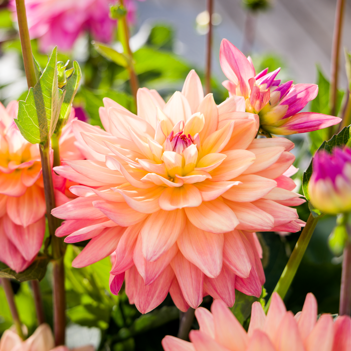 Buy Dahlia 'Sincerity Peach' online UK