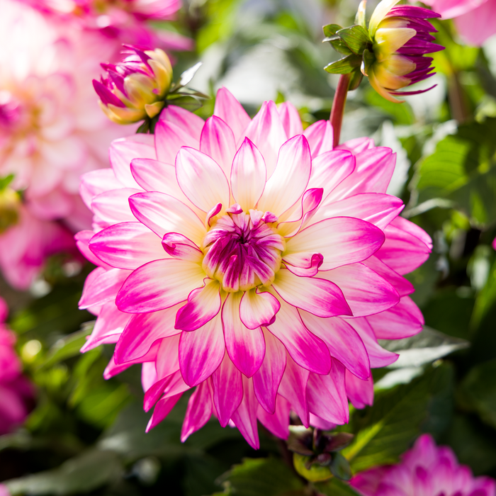 Buy Dahlia 'Sincerity Rose Bicolour' online UK
