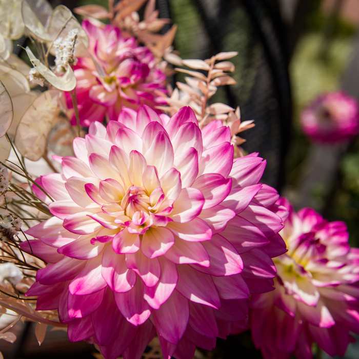 Buy Dahlia 'Sincerity Rose Bicolour' online UK